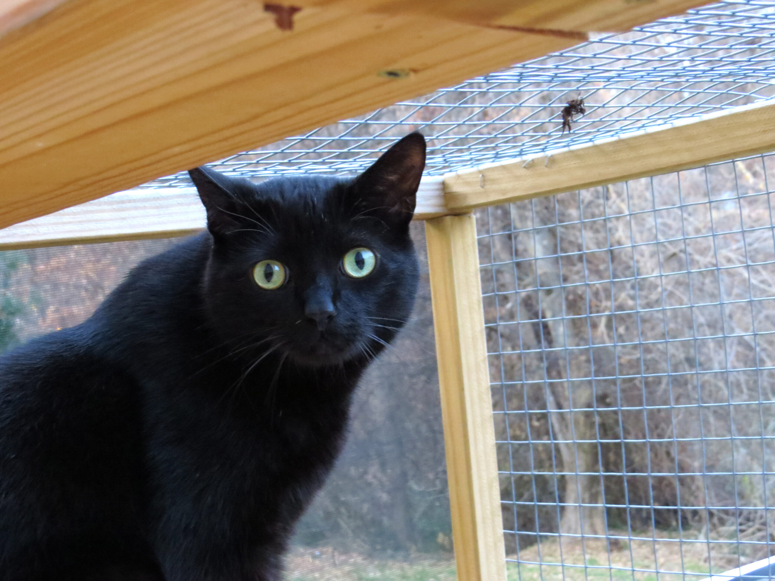 Pet Care by Candace Reliable InHome Pet Sitting Raleigh