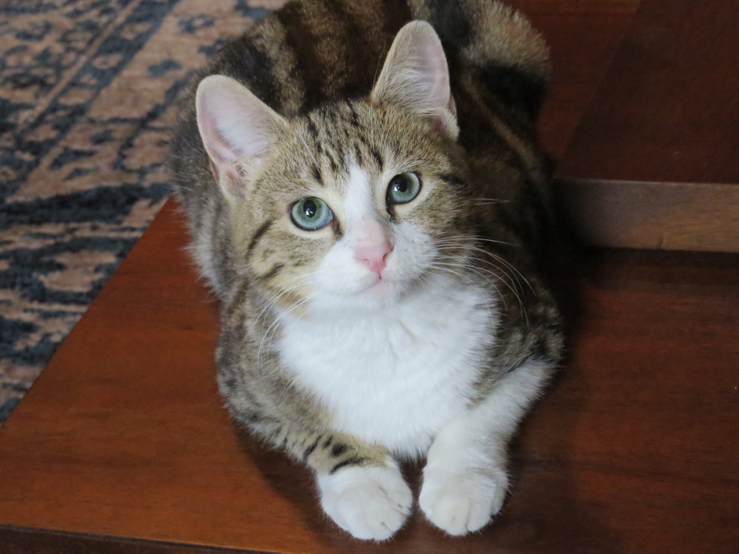 Pet Care by Candace Reliable InHome Pet Sitting Raleigh