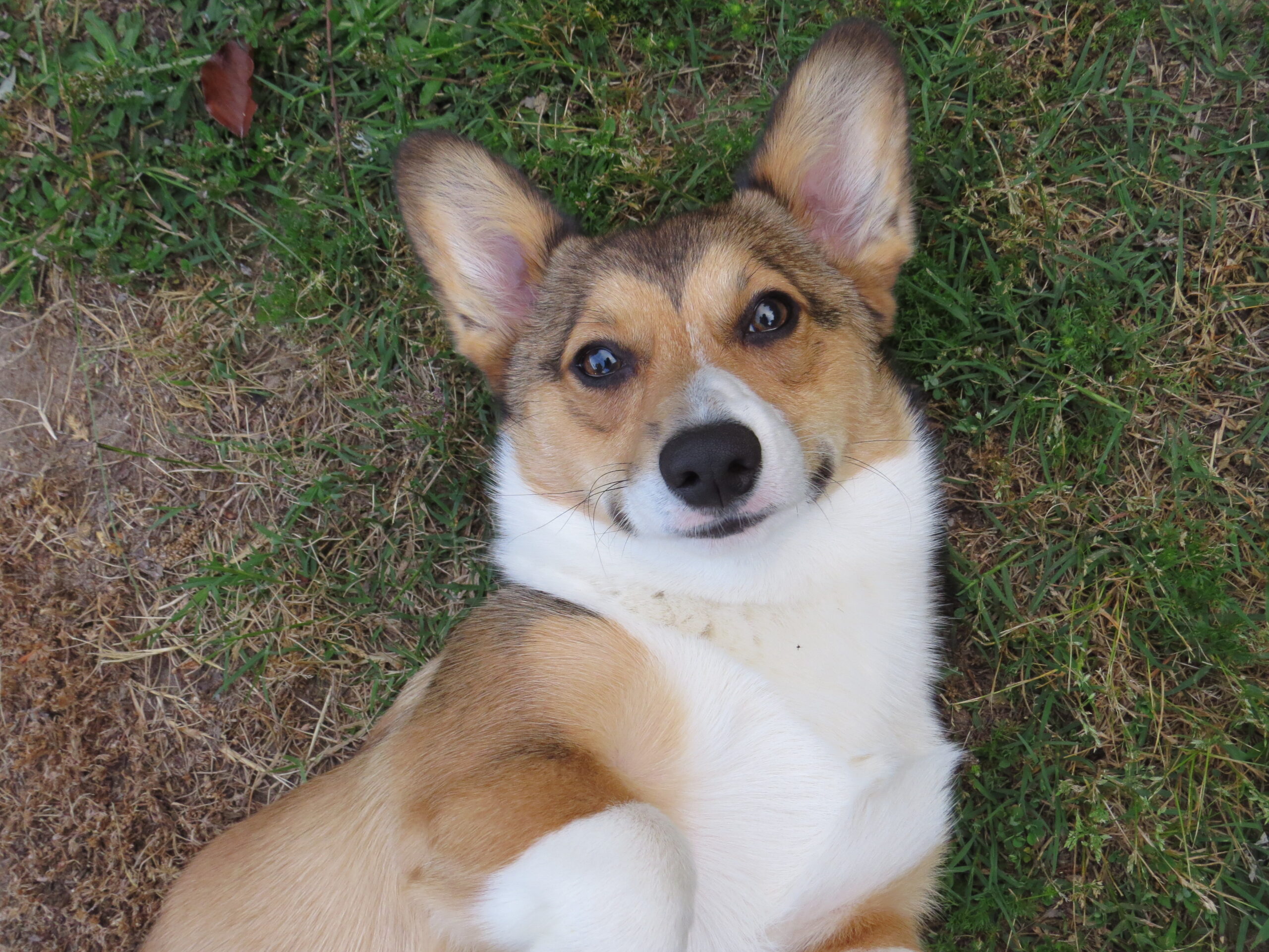 Pet Care by Candace Reliable InHome Pet Sitting Raleigh