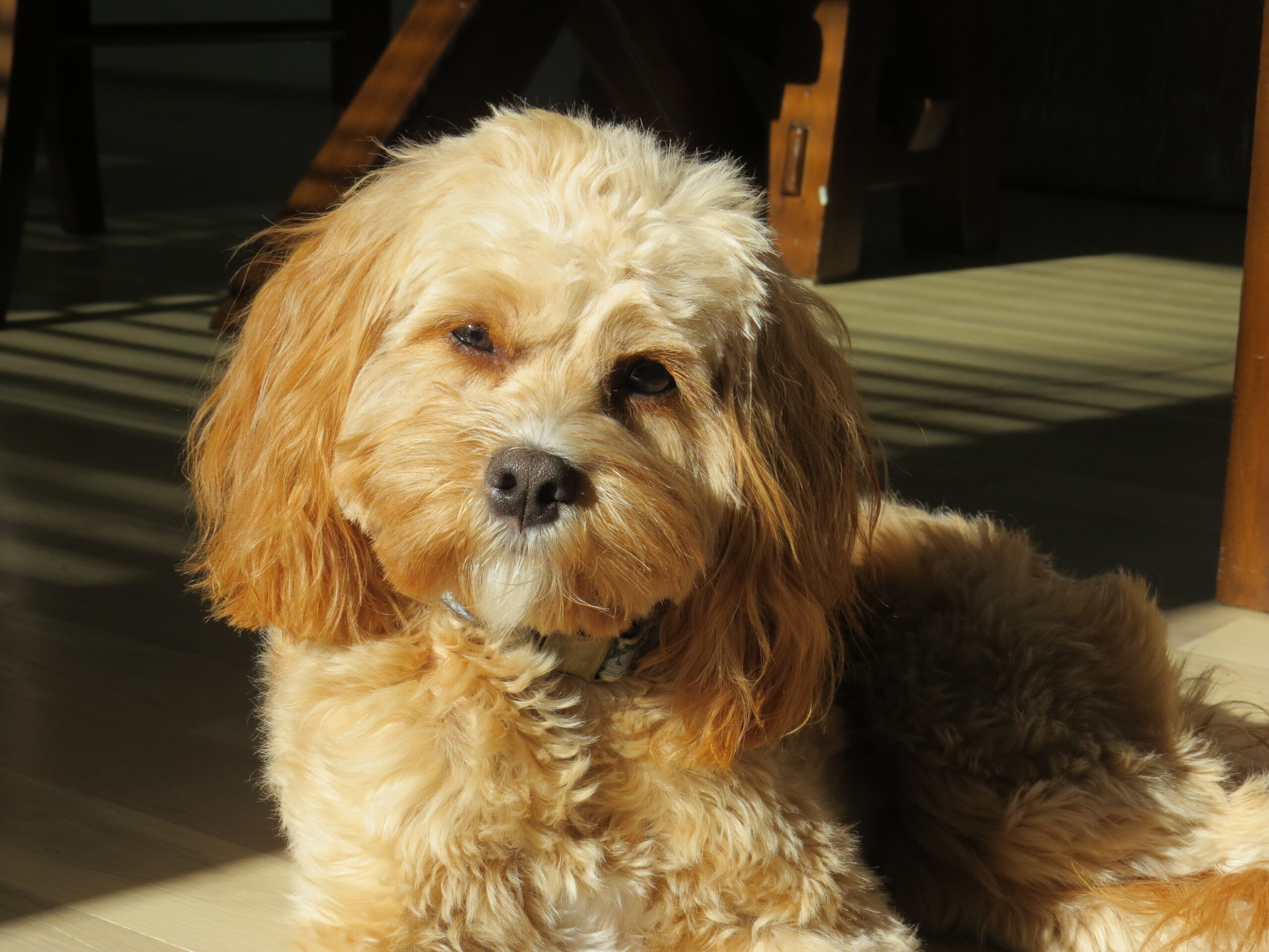 Pet Care by Candace Reliable InHome Pet Sitting Raleigh